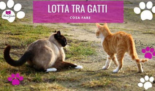 lotta tra gatti
