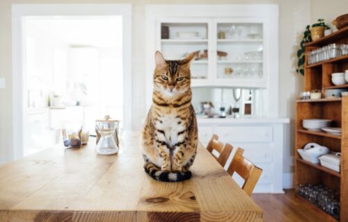 perche i gatti buttano giu le cose dal tavolo