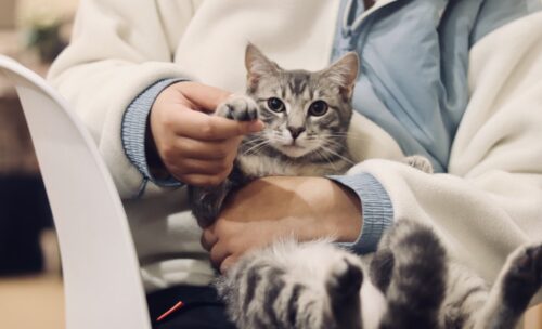 Disinfettare una ferita al gatto ecco come fare