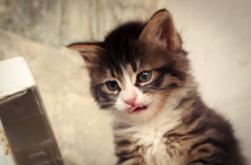 come nutrire un gattino