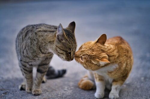 gatti che si baciano