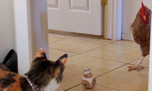 gatti e uccellini convivenza