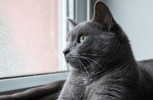 gatti pioggia temporali