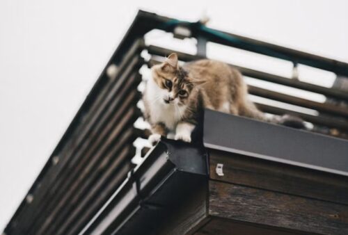 gatto cade come si raddizza