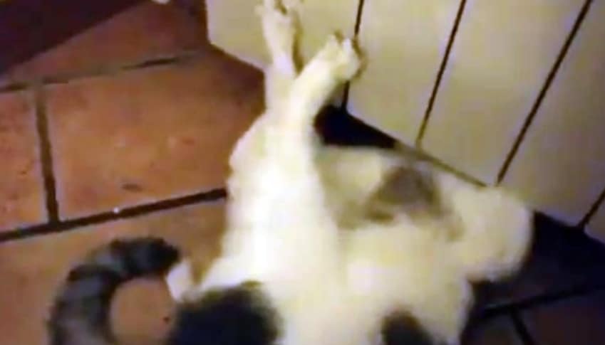 Pericolo termosifone unghie gatto