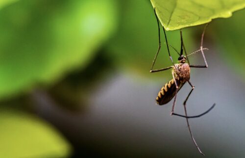 zanzare pungono gatto