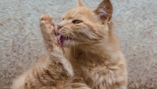 dermatite da malassezia