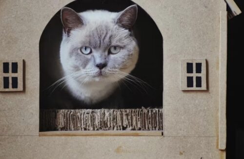 quante lettiere per due gatti