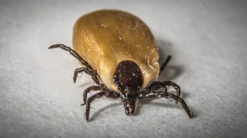 zecche gattini rimedi