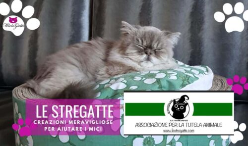 le stregatte odv associazione aiuto gatti colonie