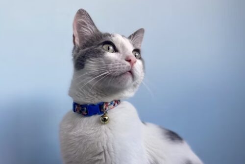 collare al gatto