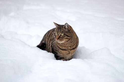 gatto in inverno