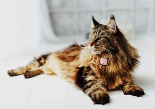 collare gatto con gps