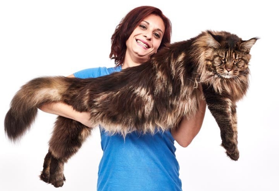 Barivel, il gatto più lungo del mondo