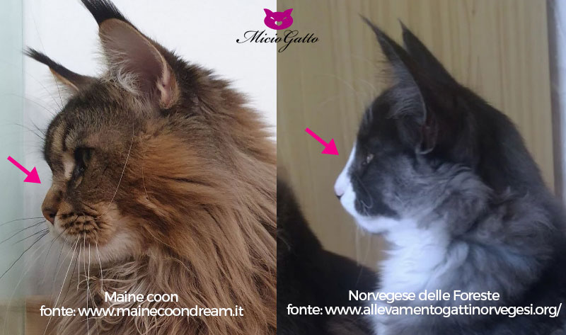 Differenze del naso di un Maine coon e di un Norvegese delle foreste - Foto dai siti https://www.mainecoondream.it/ e https://www.allevamentogattinorvegesi.org/
