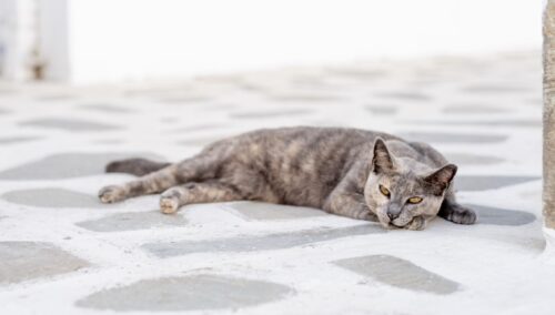 gatti soffrono il caldo