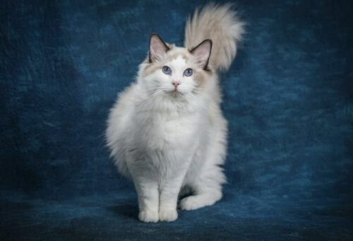 gatto ragdoll