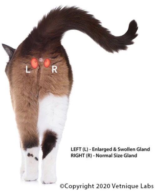 Ghiandole perianali gatto
