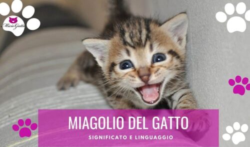 miagolio del gatto significato linguaggio