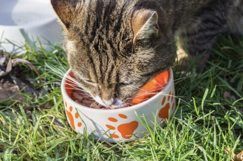 alimentazione dei gatti