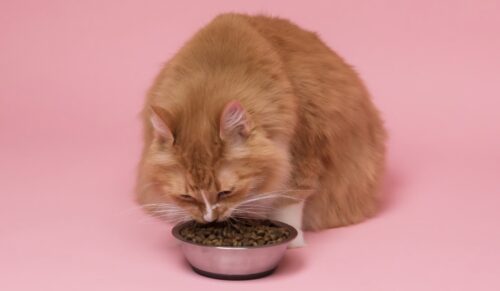 migliori crocchette gatti classifica marche