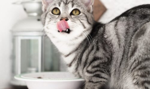 differenza tra cibo completo e cibo complementare