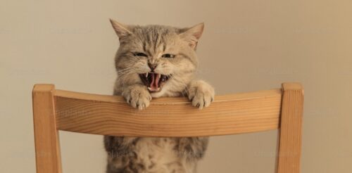 perché i gatti hanno paura dei cetrioli