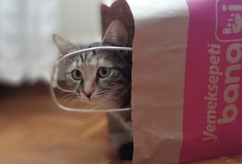 miglior negozio per animali online