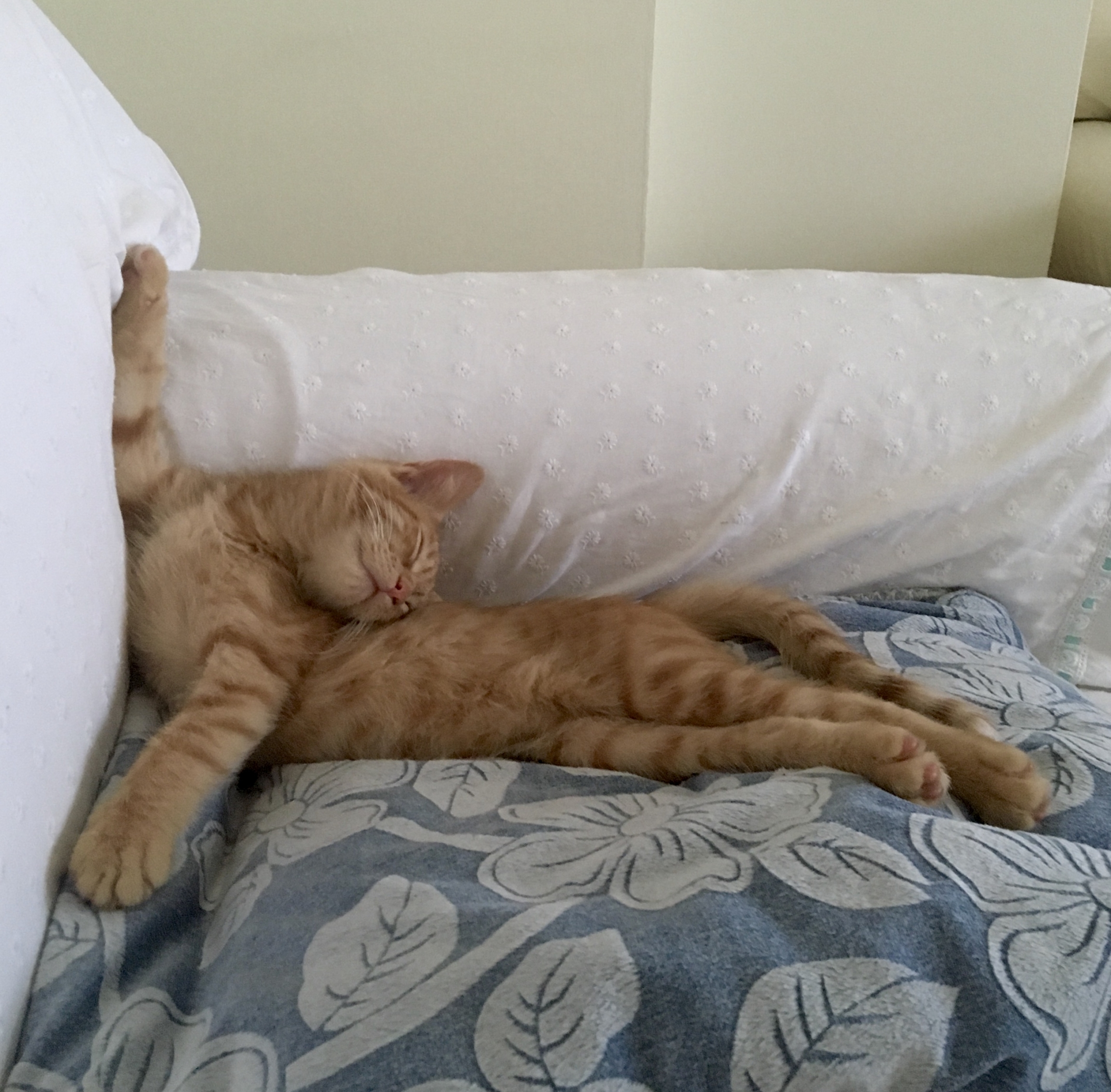 Leo