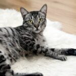 comei insegnare al gatto