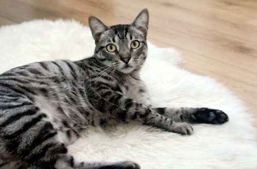 comei insegnare al gatto