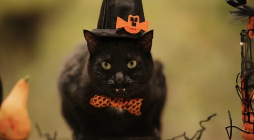 gatti neri halloween