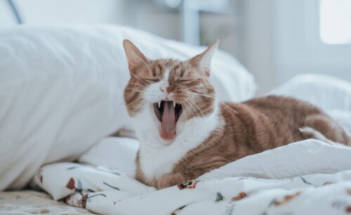 gatto che miagola di notte