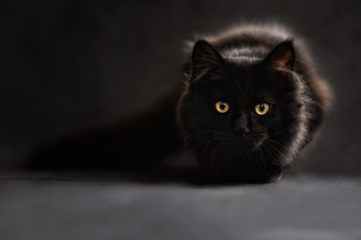 Gatto mammone: significato e favola