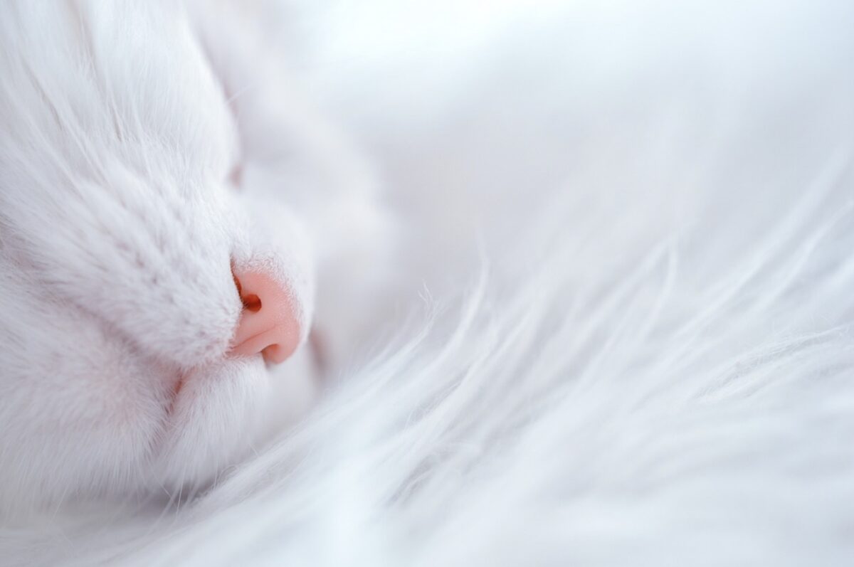 sognare gatti