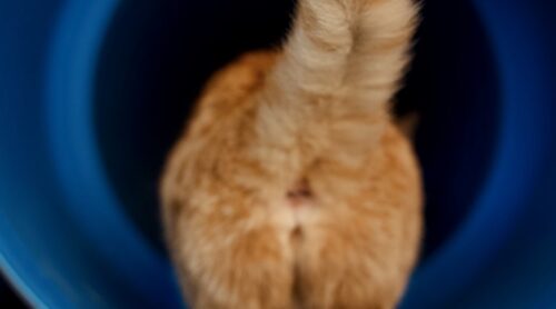 ghiandole perianali gatto