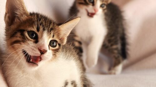 convivenza tra gatti