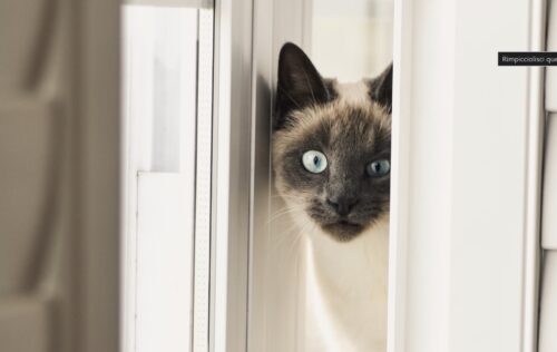 gatto che apre le porte cosa fare