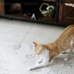 gatto che spruzza cosa fare
