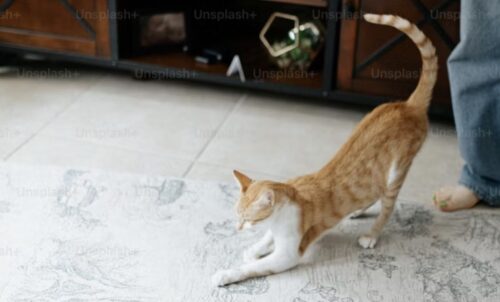 gatto che spruzza cosa fare