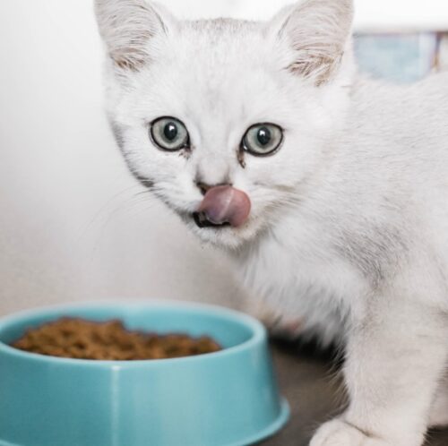 miglior cibo per gatti