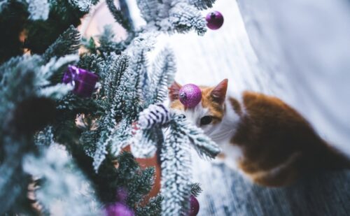 Regali di Natale per chi ama i gatti