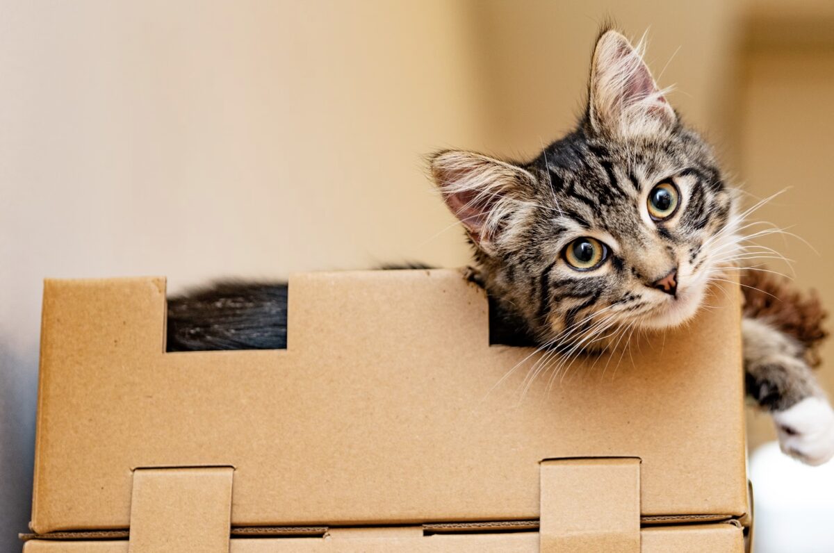 regalare un gatto