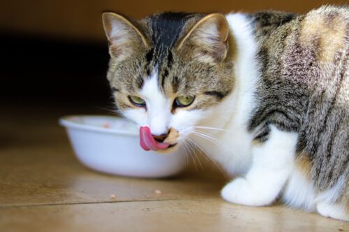 come cambiare alimentazione al gatto