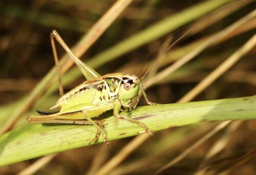 farina di insetti cibo per gatti