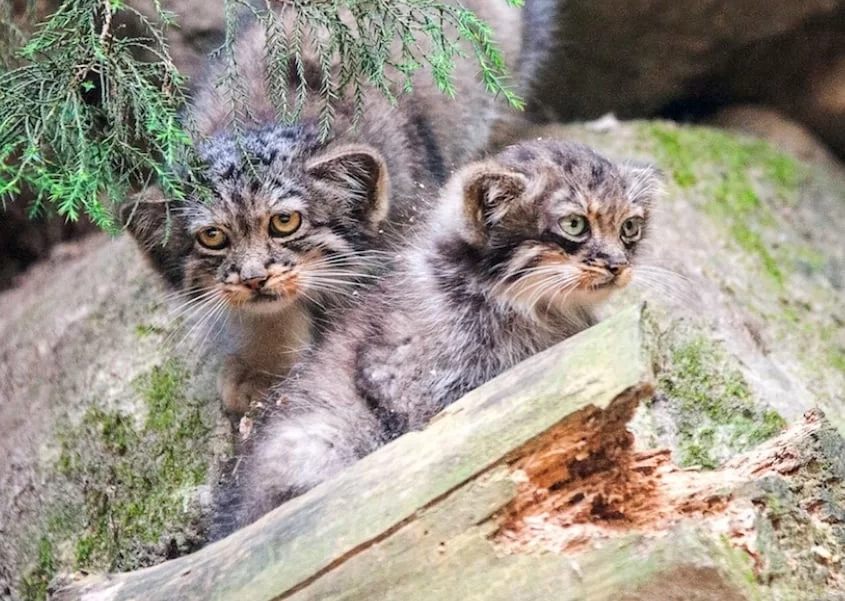 Cuccioli gatto di Pallas, foto di Claudia Rocchini
