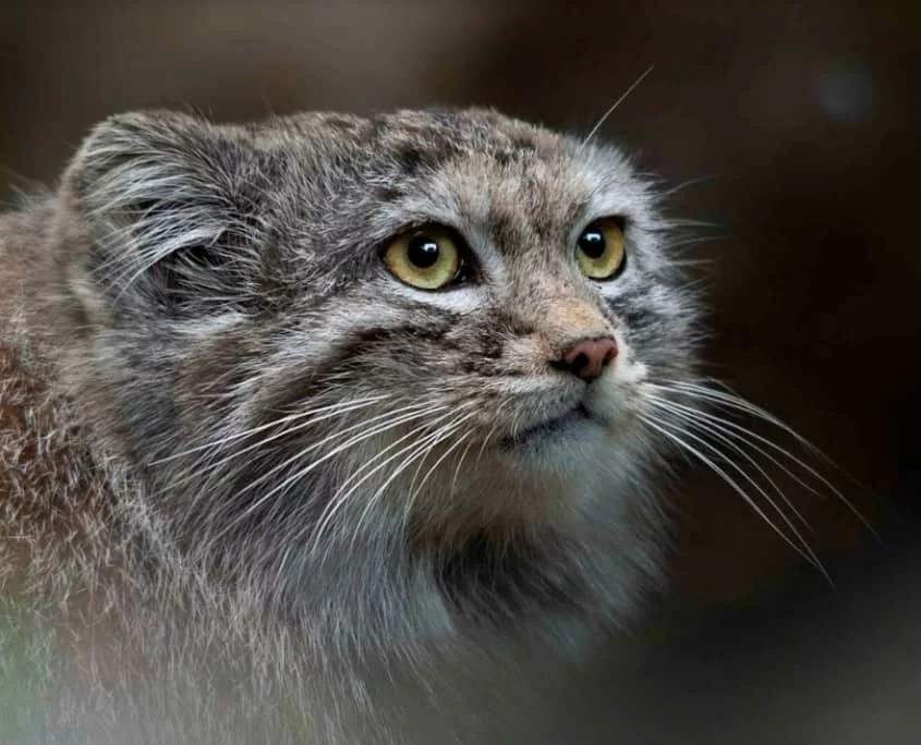 Gatto manul, foto di Claudia Rocchini