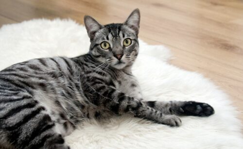 Le pulci dei gatti si attaccano all’uomo