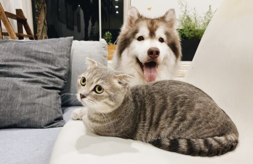 prendersi cura di propri animali domestici