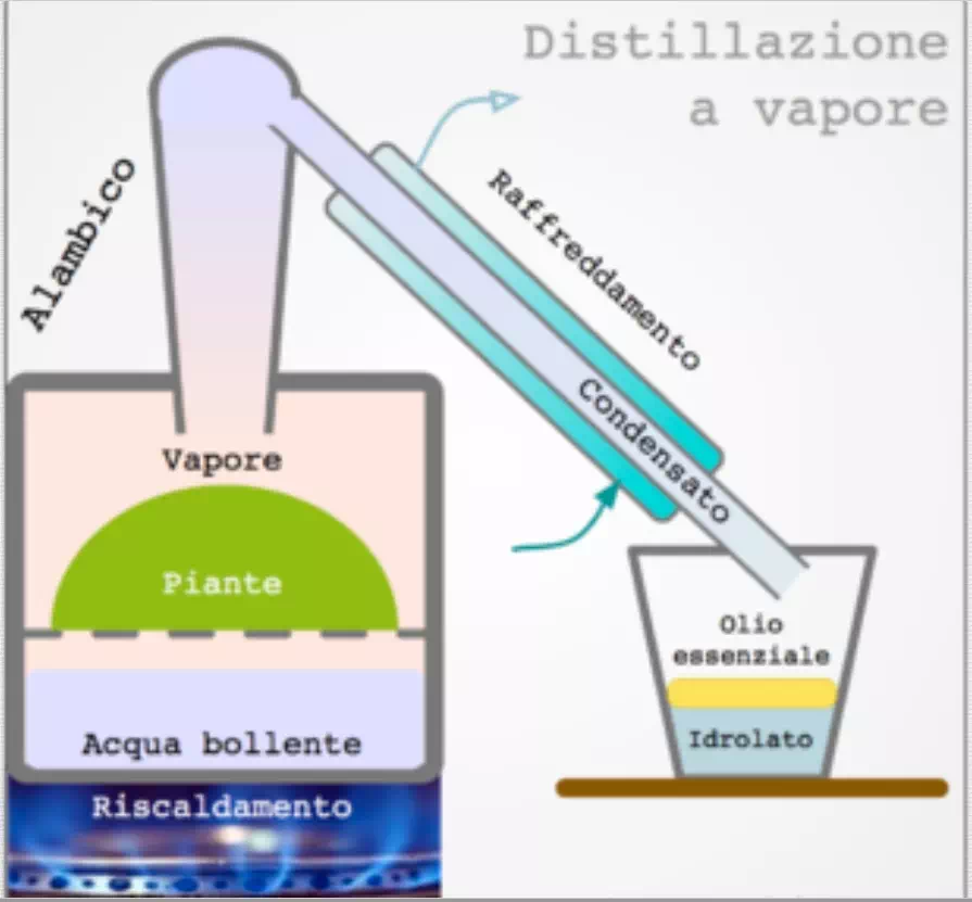 Distillazione dell'olio essenziale